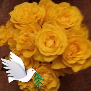 Meet your Posher, Janet